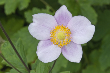 japanische herbstanemonen blüte