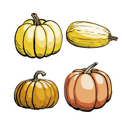 Colored sketch of pumpkin isolated on white background. Hand drawn vector illustration. Retro style.