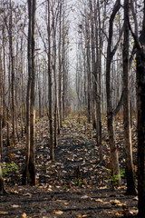 forest in autumn