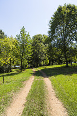 Fototapeta na wymiar Jeep tracks between green trees