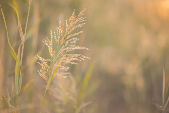 Soft image summer wallpaper of grass in field. Concept of summer photo for background.