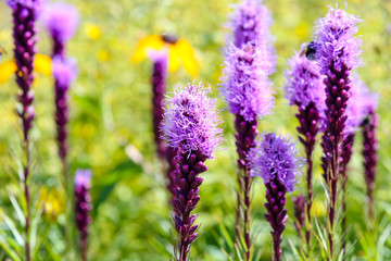 Naklejka premium Purple wild flowers Liatris Spicata Kobold