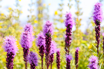 Purple wild flowers Liatris Spicata Kobold