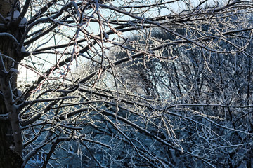 winter snow covered tree branches