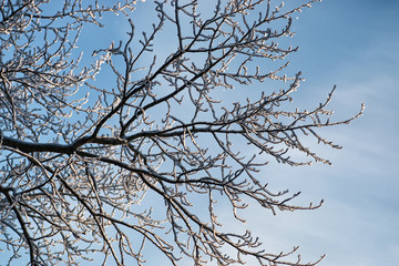 Fototapeta na wymiar winter snow covered tree branches