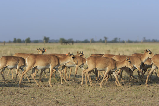 Herd of young saigas walk together in a field