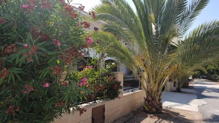 Fototapeta na wymiar garden with palm trees