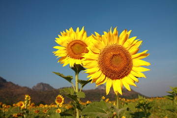  Sunflower garden in Lopburi Thailand.