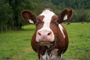 Funny Cow on a Green Pasture