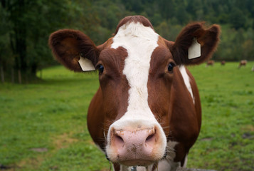 Fototapeta na wymiar The Head of a Cow on a Green Pasture