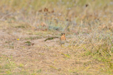 Traquet motteux (Oenanthe oenanthe) 
