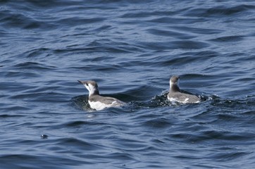 Guillemot de Troïl (Uria aalge)