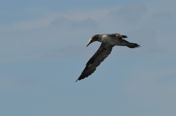 Fou de Bassan (Morus bassanus)