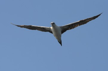 Fou de Bassan (Morus bassanus)