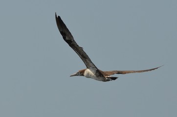 Fou de Bassan (Morus bassanus)