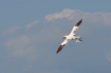Fou de Bassan (Morus bassanus)