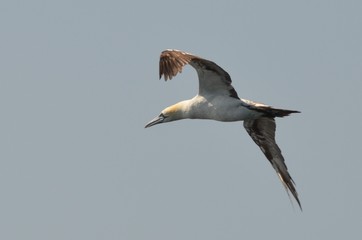 Fou de Bassan (Morus bassanus)