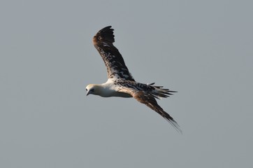 Fou de Bassan (Morus bassanus)