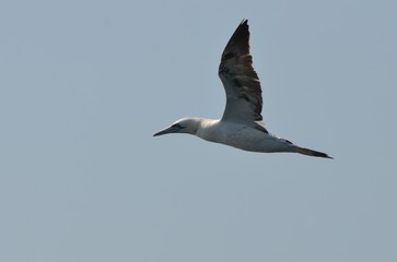 Fou de Bassan (Morus bassanus)