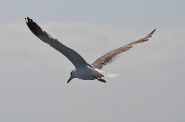 Goéland brun (Larus fuscus)