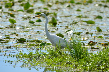 Grande Aigrette (Ardea alba)
