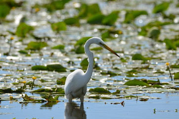 Grande Aigrette (Ardea alba)