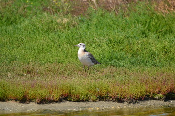 Jeune Mouette mélanocéphale
