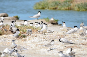 Colonie de Sterne caugek (Thalasseus sandvicensis)