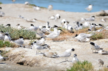 Colonie de Sterne caugek (Thalasseus sandvicensis) © Emmanuelle KUHN