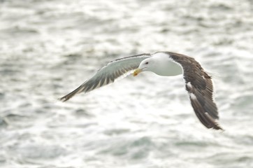 Goéland brun (Larus fuscus) 