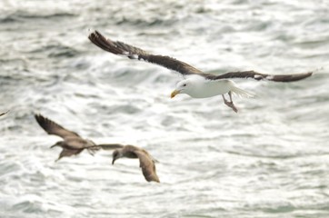 Goéland brun (Larus fuscus)