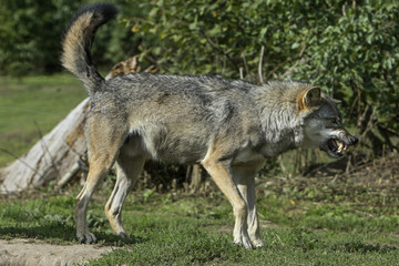 Grommende Europese wolf