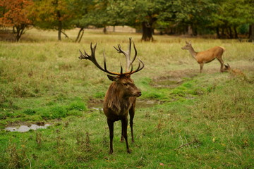 Naklejka na ściany i meble European red deer stag in the rutting season. Autumn idyll with foliage discoloration.