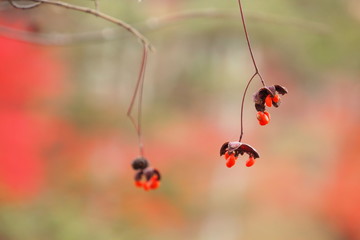 ツリバナの実, Spindle tree fruit