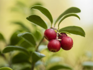 Nahaufnahme von mehreren roten Preiselbeeren an einem Strauch.