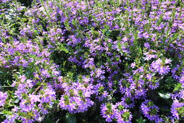 Fototapeta premium flowers, plant, flower bed