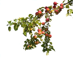 Wild red apples on a branch