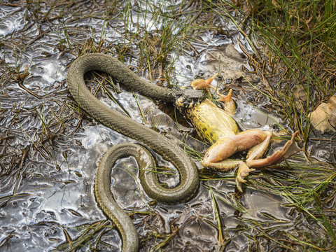 Eine Ringelnatter hat in einen Teich einen Frosch erbeutet.