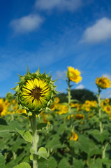 vertical photo of a sunflower about to bloom in a field in summer with blue sky and clouds