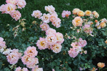 Obraz na płótnie Canvas rose, plant, flowers
