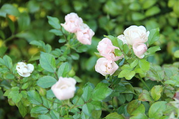 rose, plant, flowers