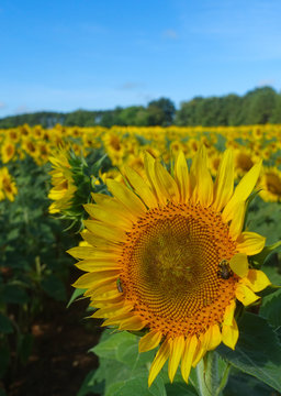 vertical photo of two bees on a sunflower in a sunflower field with a blue sky