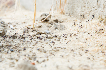 Black ants in desert near an anthill . Sugar ants gather around the hole of their nest . closeup soil around the ant's nest on the ground . Nests ant or small round ant escape holes in the garden.