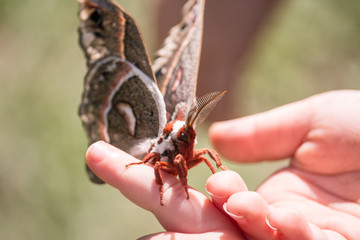 moth on finger