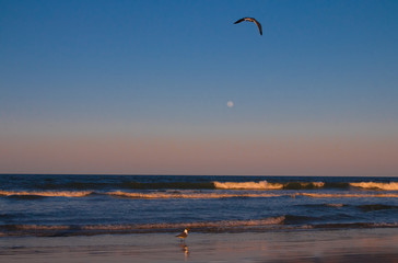 serene beach with moon and bird