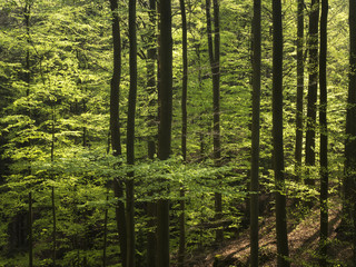 Blick in einen von Licht durchfluteten alten Buchenwald im Frühling.