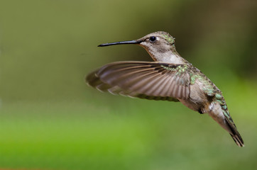 Plakat Black-Chinned Hummingbird Hovering in Flight Deep in the Forest