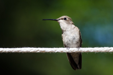 Fototapeta premium Black-Chinned Hummingbird Perched on a Piece of White Clothesline
