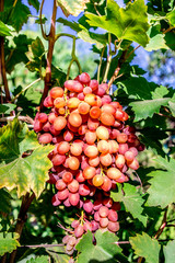 Organic pink  grape bunch on the vine tree. Harvest concept.