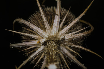 Nature Abstract: Harsh and Uninviting Head of a Dried Teasel Plant